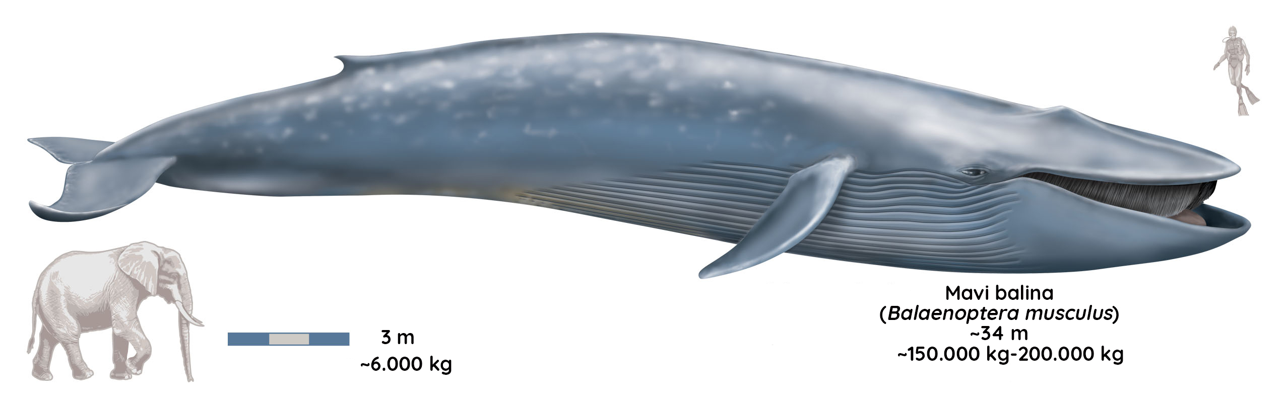 mavi balinalar 200 tona ulaşabilir