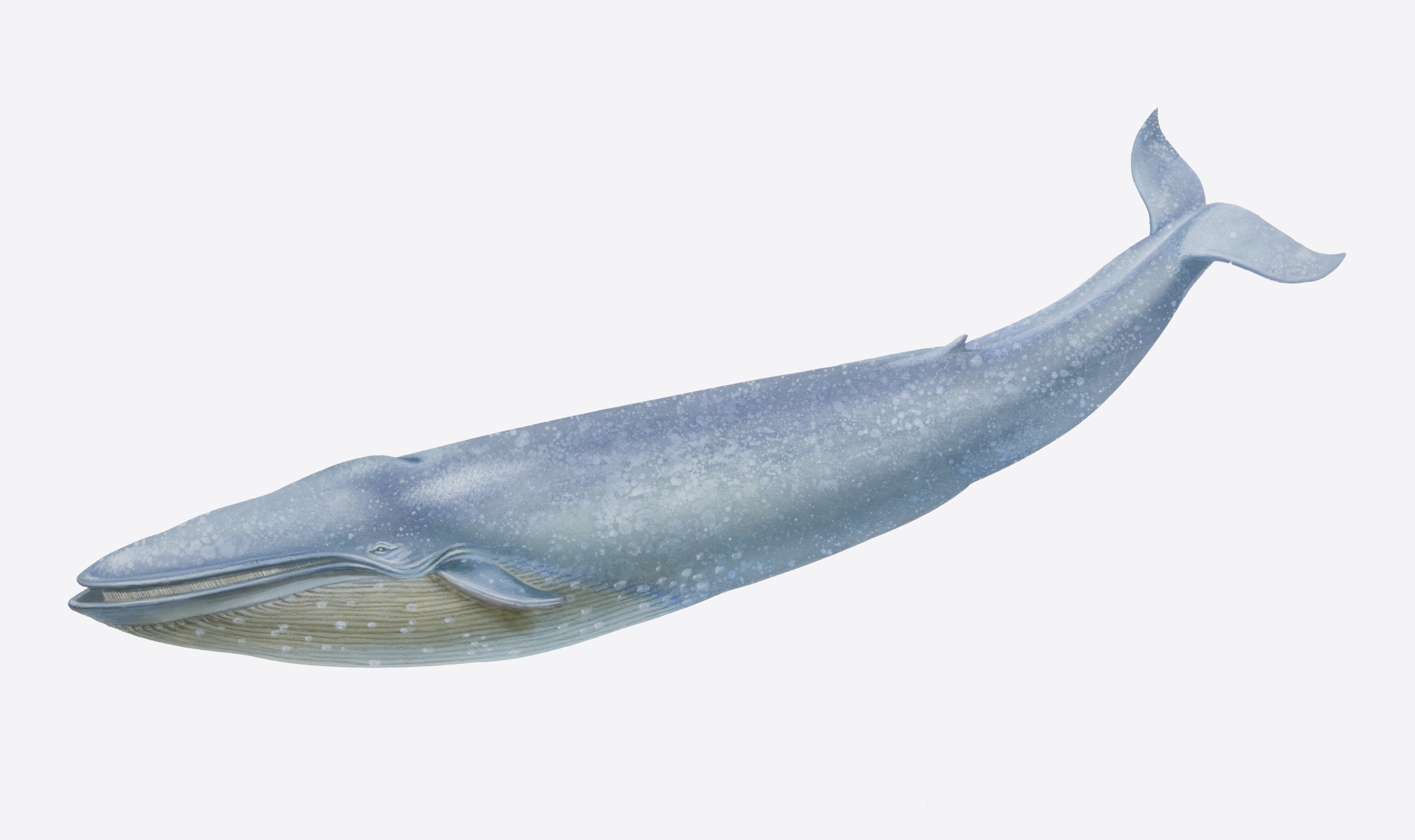 mavi balinanın başları geniş ve büyüktür.