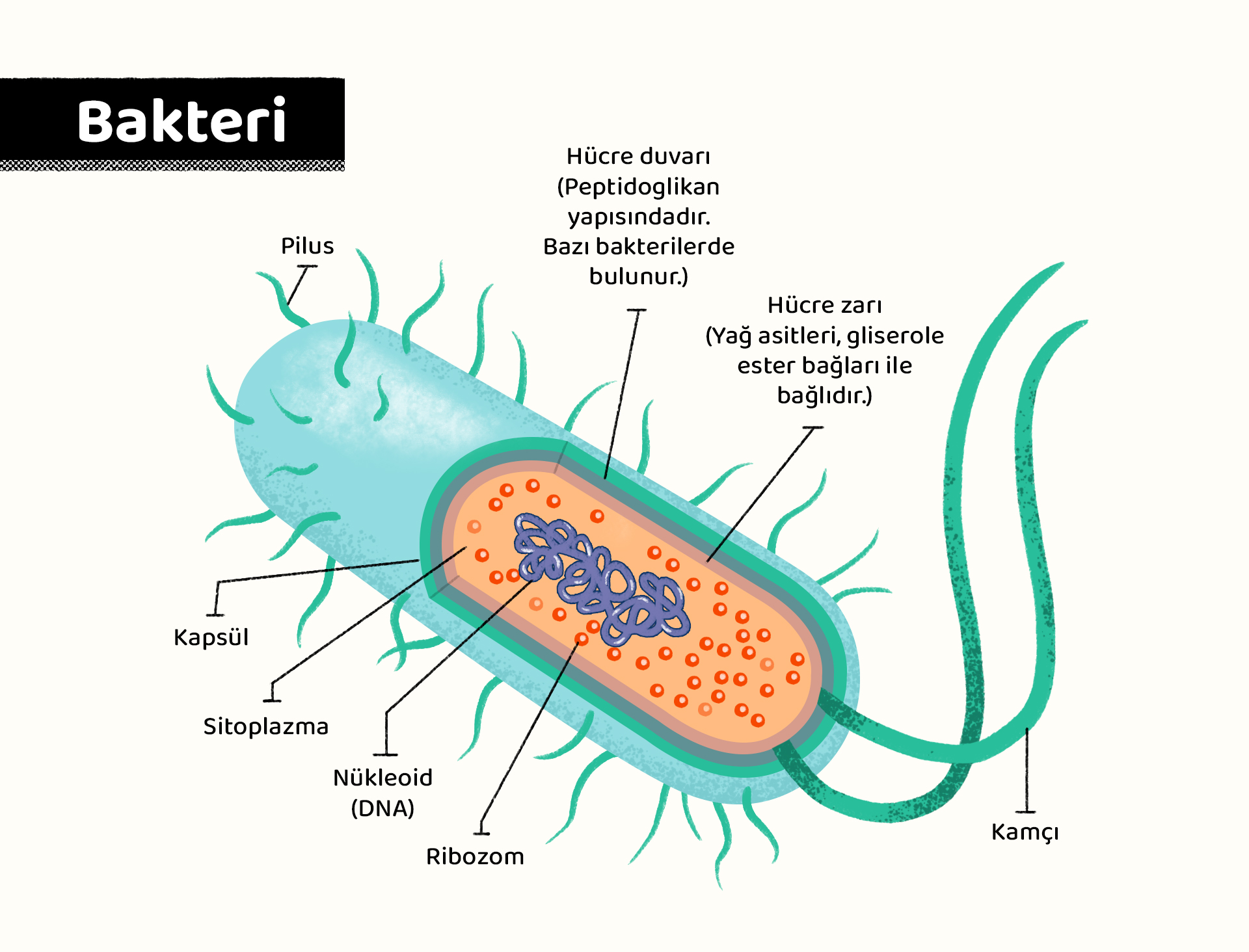 Bakterinin yapısı
