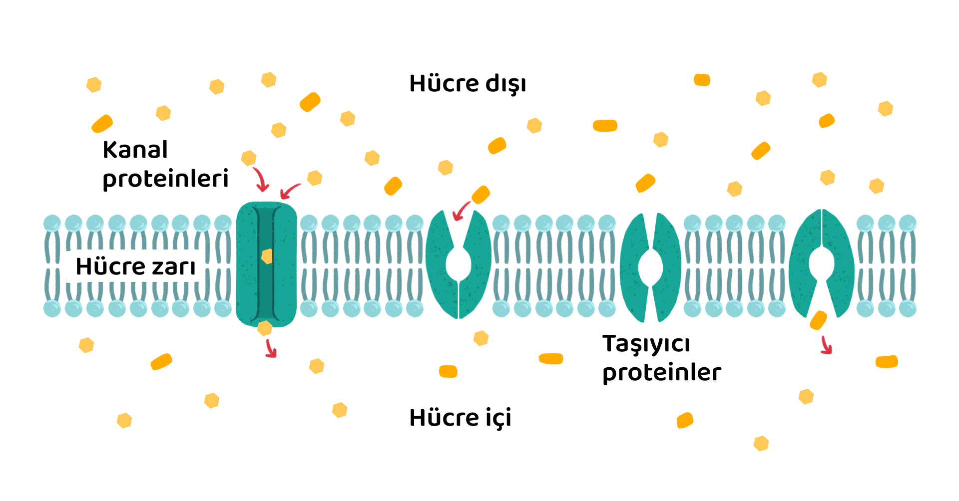 Membran proteinleri