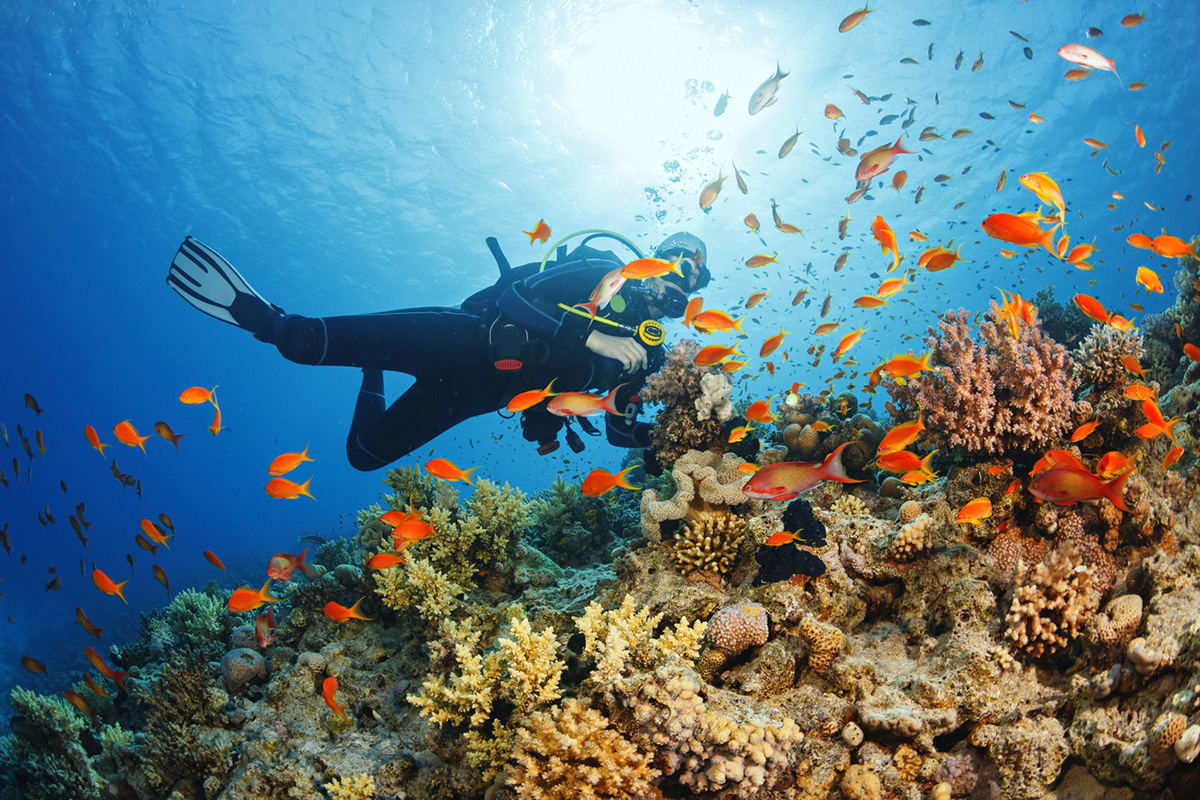 Meslekleri Tanıyalım: Okyanus Bilimci Ne Yapar? #1