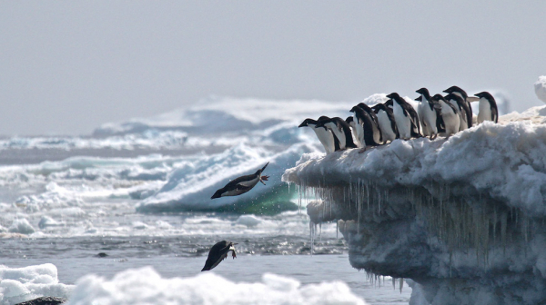 Antarktika’da Devasa Bir Penguen Kolonisi Keşfedildi