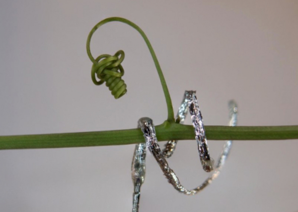 Bitki Filizleri Gibi Kıvrılabilen ve Tırmanabilen Yumuşak Robot