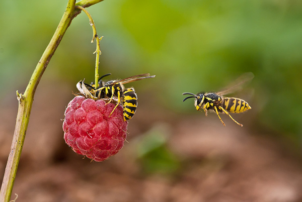 İklim Değişikliği Ağaç Eşek Arılarının Küçülmesine Yol Açıyor Olabilir