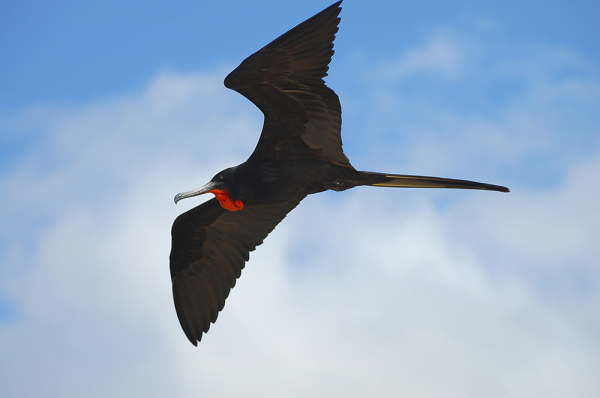 Firkateyn Kuşlarının Aylarca Nasıl Yere İnmeden Uçabildikleri Anlaşıldı