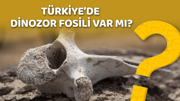 Türkiye’de Dinozor Fosili var mı?