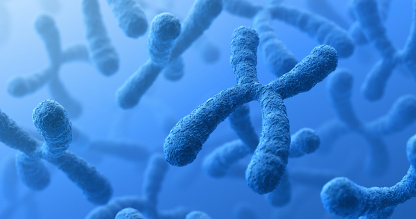 Kromozomların Sadece Yarısı DNA
