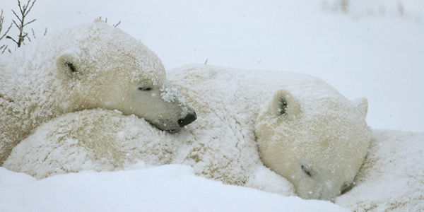 Kutup Ayılarının Kızılötesi Kameralar ile Tespit Edilmesi Neredeyse İmkânsızdır