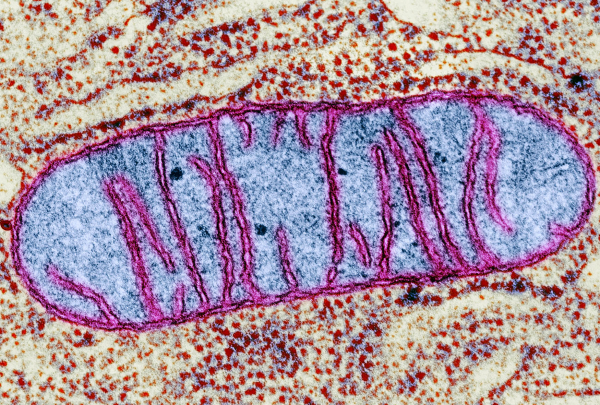 Mitokondrinin Bilinmeyen Bir İşlevi Keşfedildi