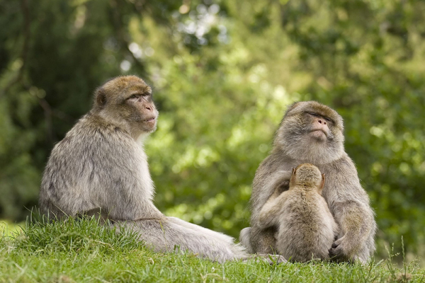 Genetiği Değiştirilmiş Otistik Maymunlar