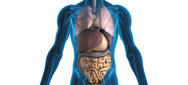 Vücudumuz Dıştan Simetrikken Neden İç Organlarımızın Şekli ve Yeri Simetrik Değildir?