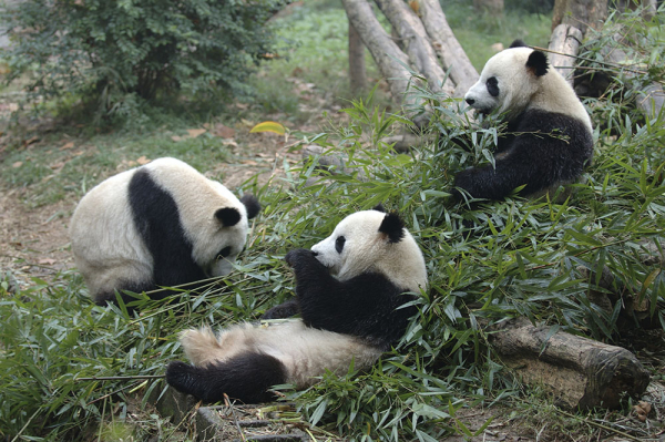 Pandalar Başka Türler İçin “Koruyucu Şemsiye” Oluşturuyor