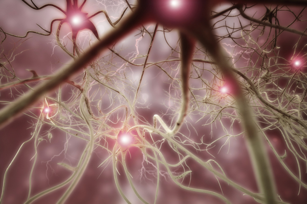Sinir Hücrelerinin Kendilerini Yenileyemediği Doğru mu?