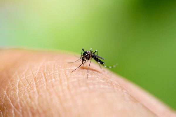 Sivrisinekler Neden İnsanları Isırır?