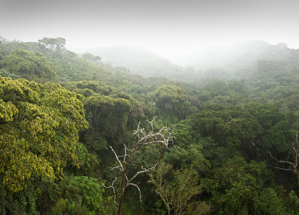 Yağmur Ormanlarının Diğer Ormanlardan Farkı Nedir?