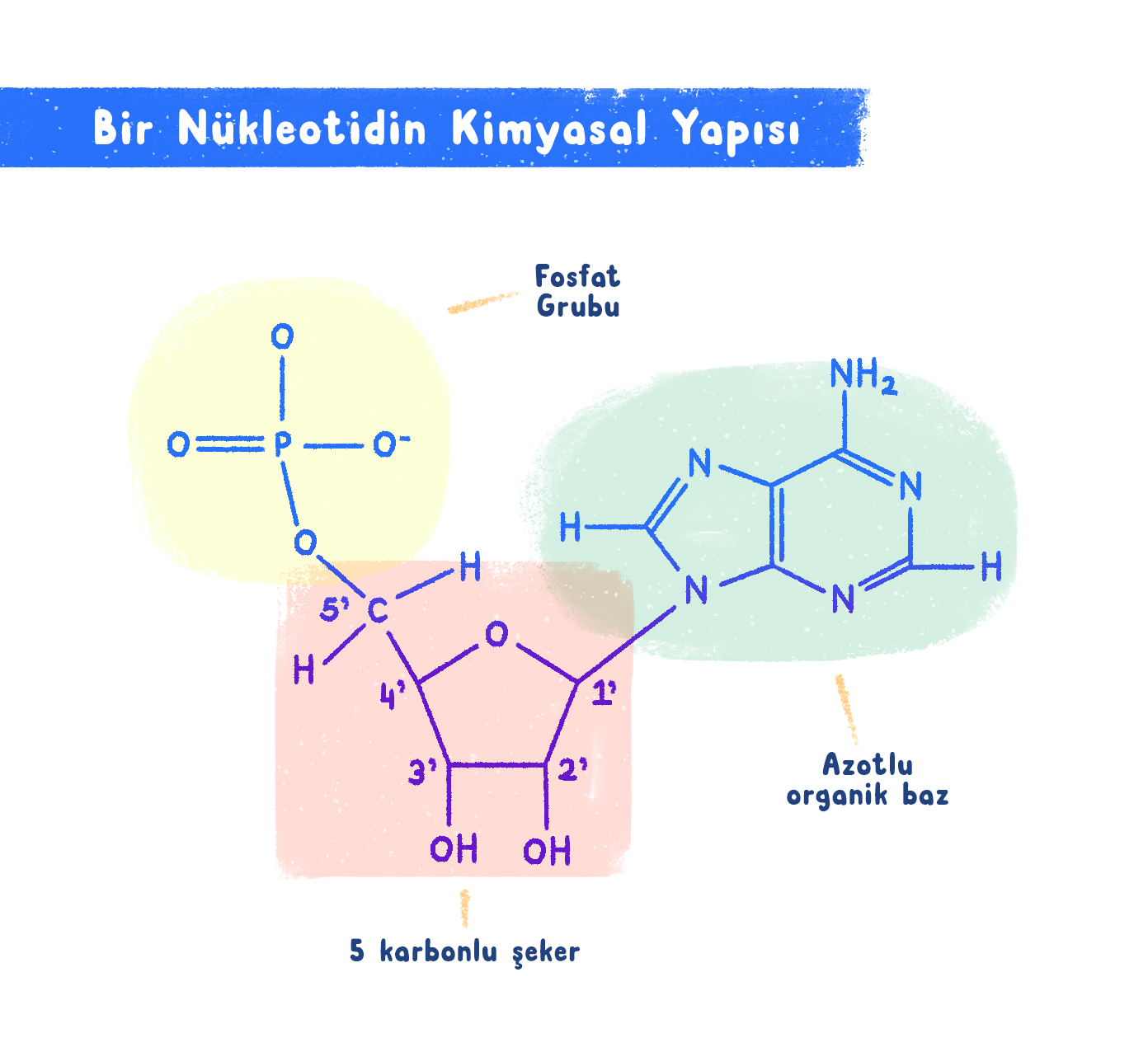 Bir nükleotidin yapısı