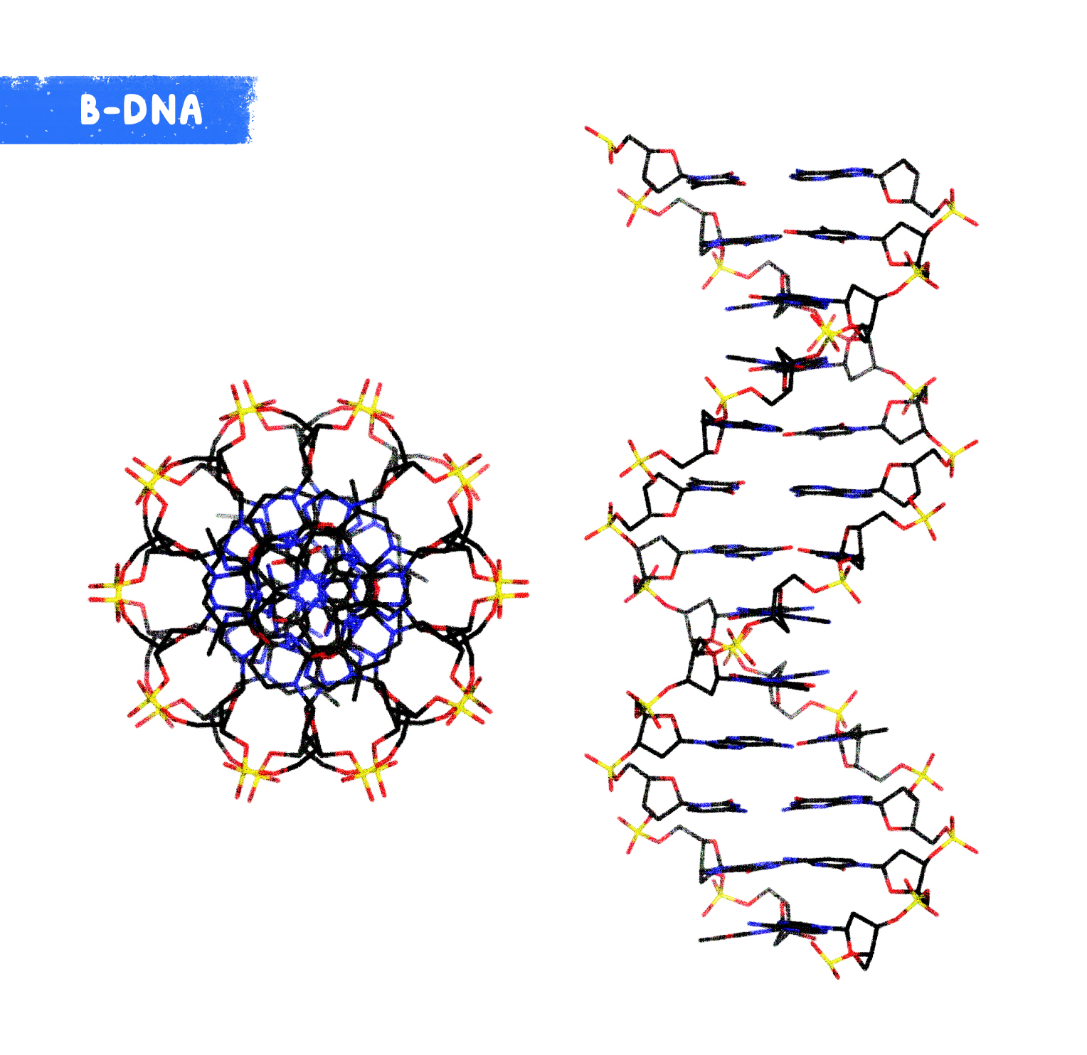 B-DNA yapısı
