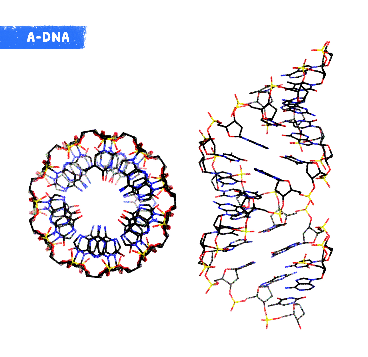 A-DNA yapısı