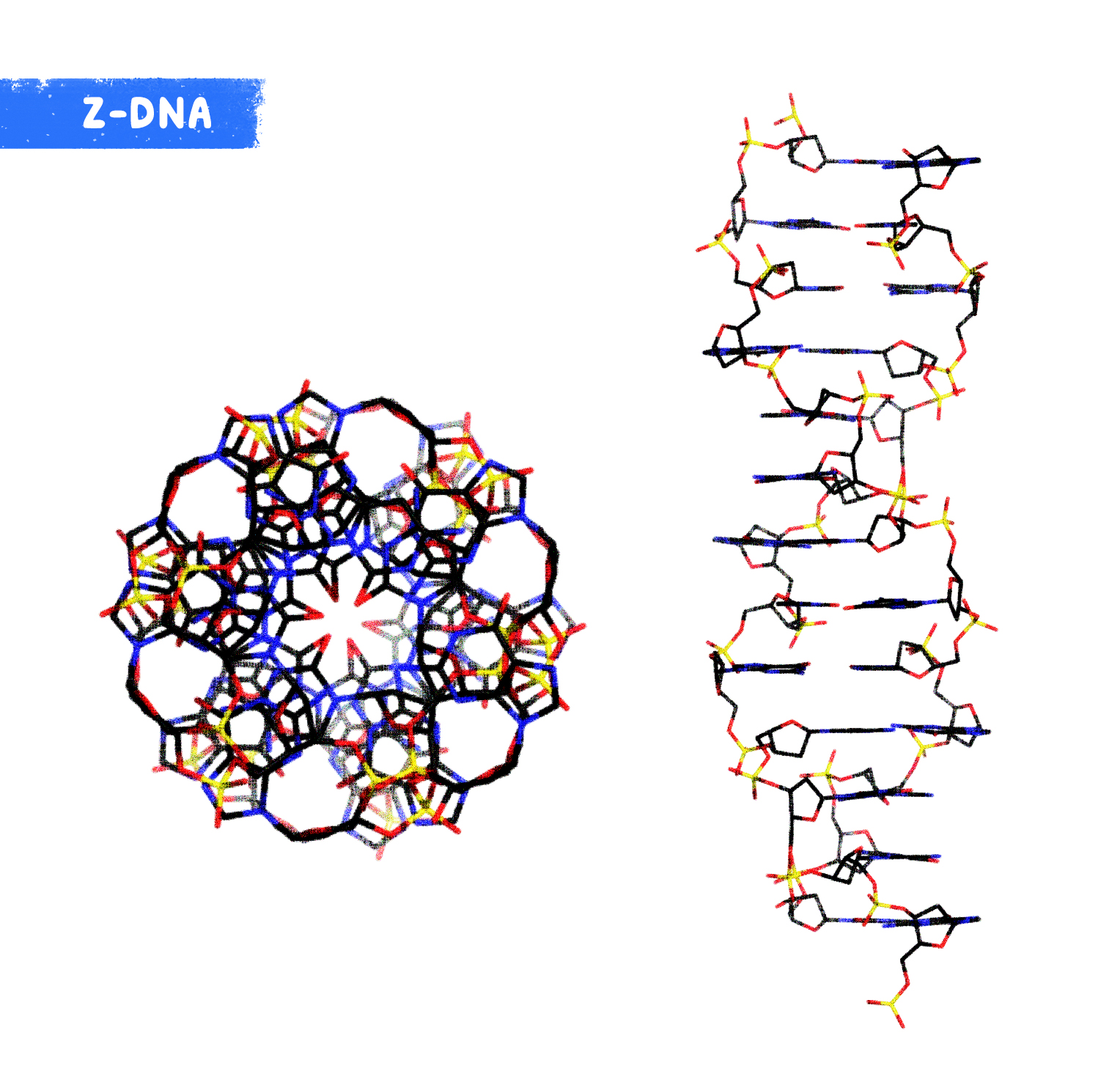 Z-DNA yapısı