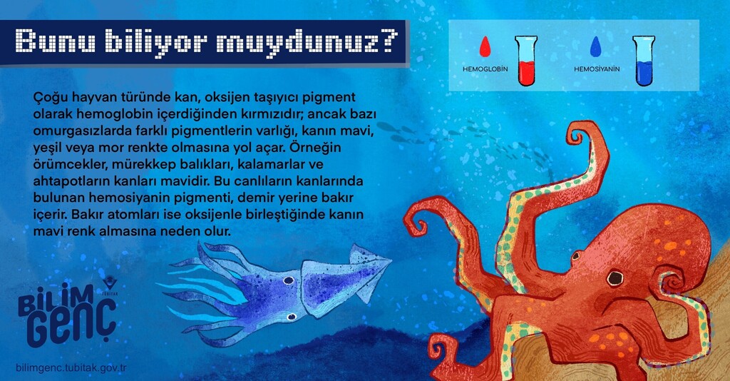 Mavi Kan