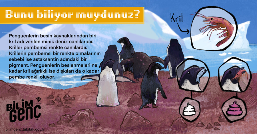 Penguenlerin Dışkısı Neden Pembedir?