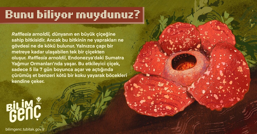 Rafflesia arnoldii, dünyanın en büyük çiçeğine sahip bitkisidir