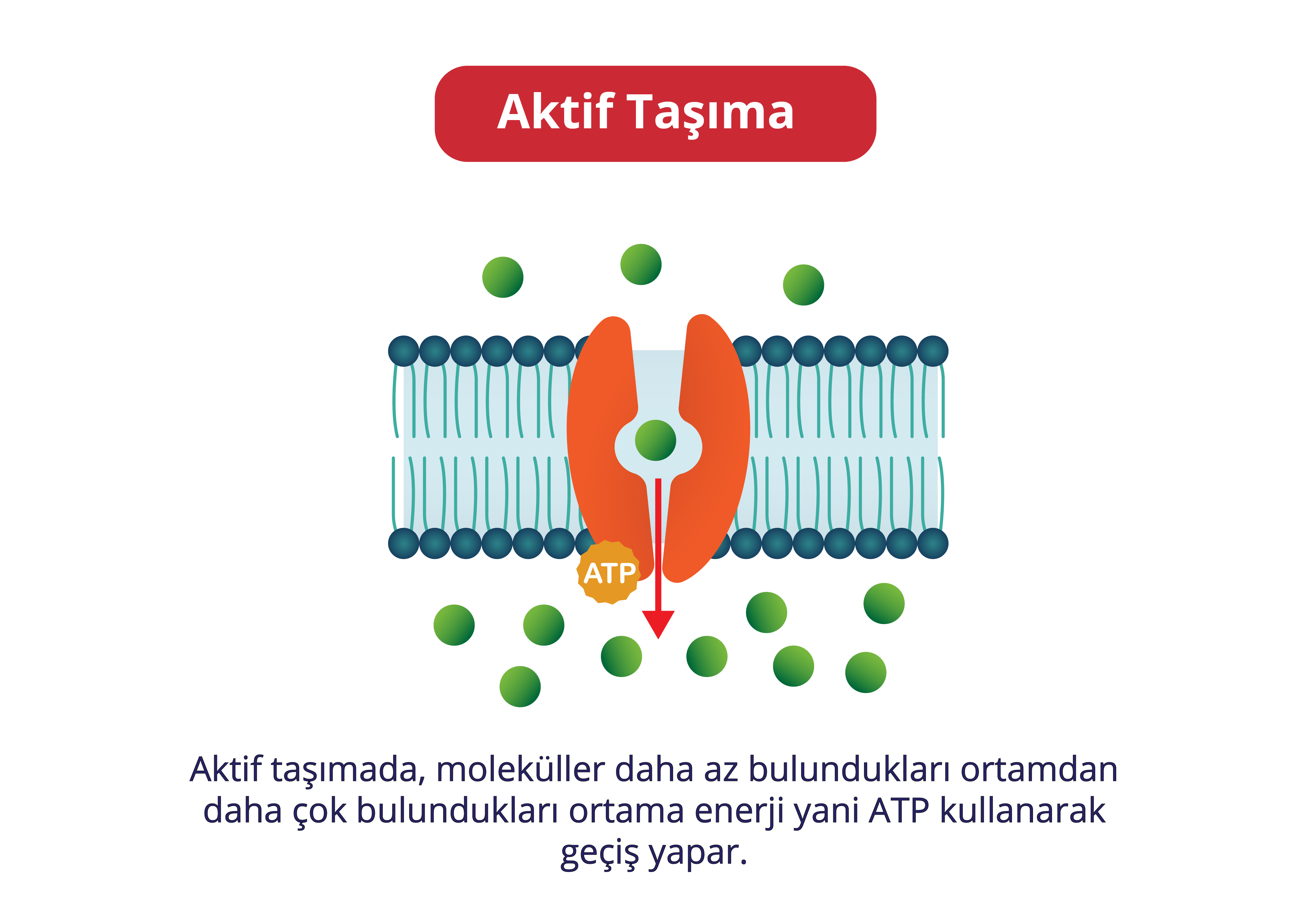 Aktif taşımada, moleküller daha az bulundukları ortamdan daha çok bulundukları ortama enerji yani ATP kullanarak geçiş yapar.