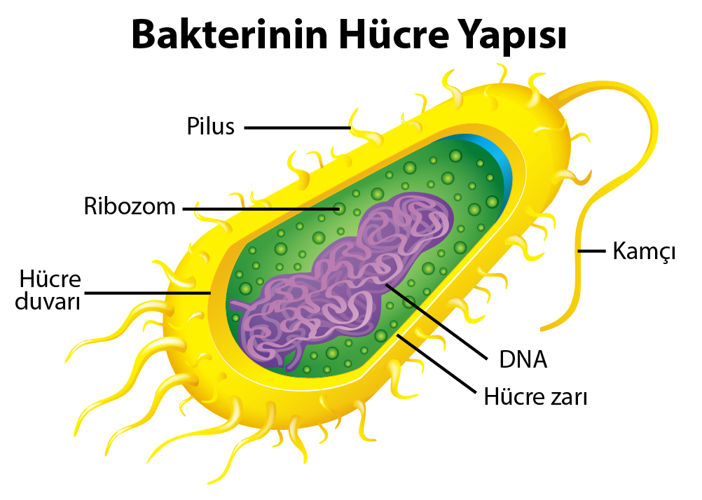 bakteri hücresinin yapısı ve organelleri