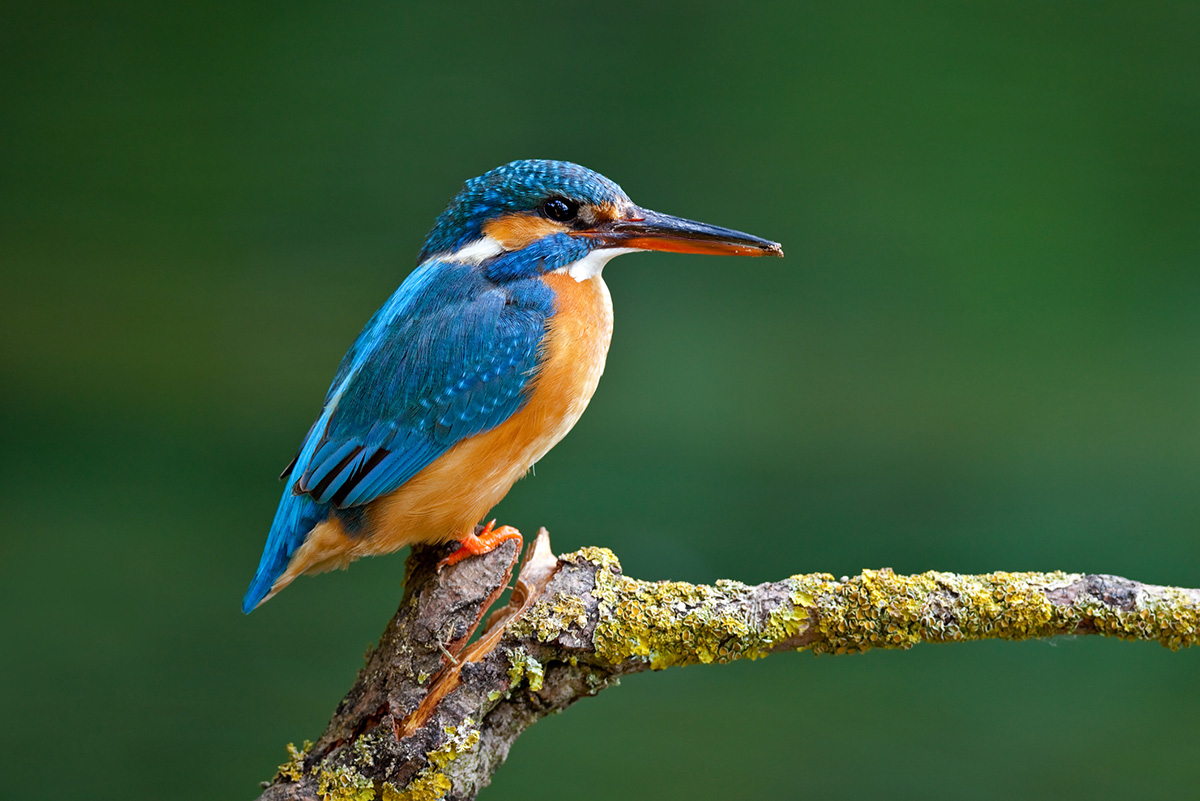 Yalı çapkını 50. Зимородок в Люксембурге. King Fish Bird.