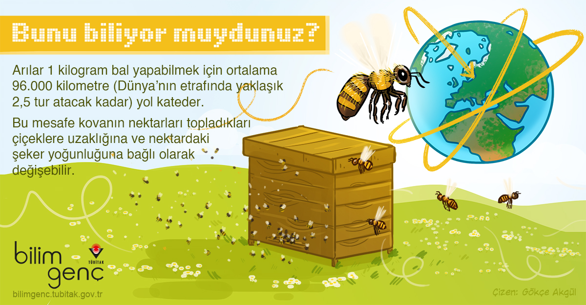 Arılar Bal Yapmak İçin Ne Kadar Uçar?