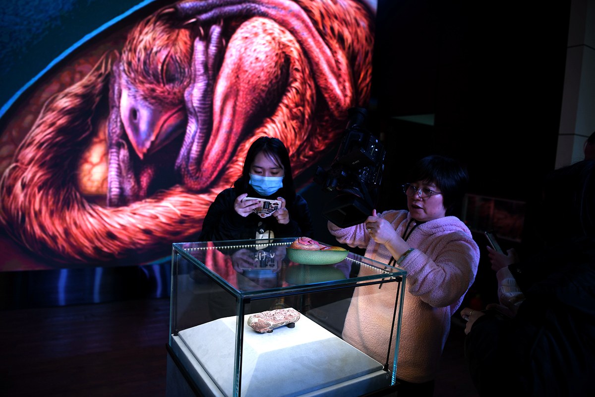 Bebek yingliang Çin'deki doğa tarihi müzesinde sergileniyor.