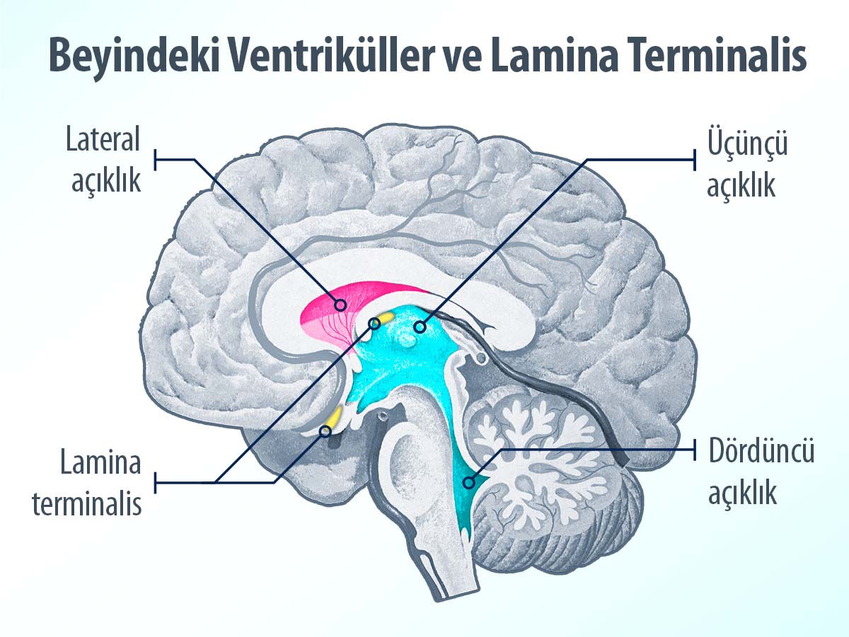 Lamina terminalis ve ventriküller