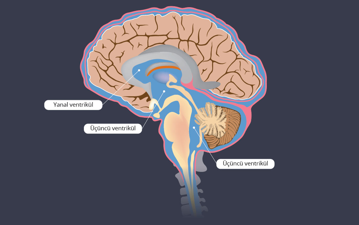 beynin yapısı