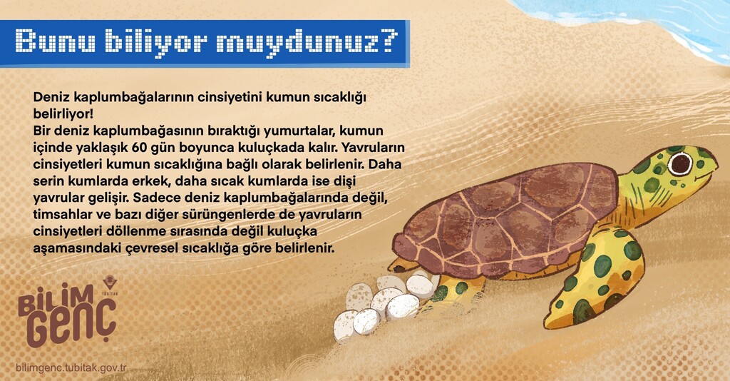 Deniz Kaplumbağalarının Cinsiyetini Kumun Sıcaklığı Belirliyor!