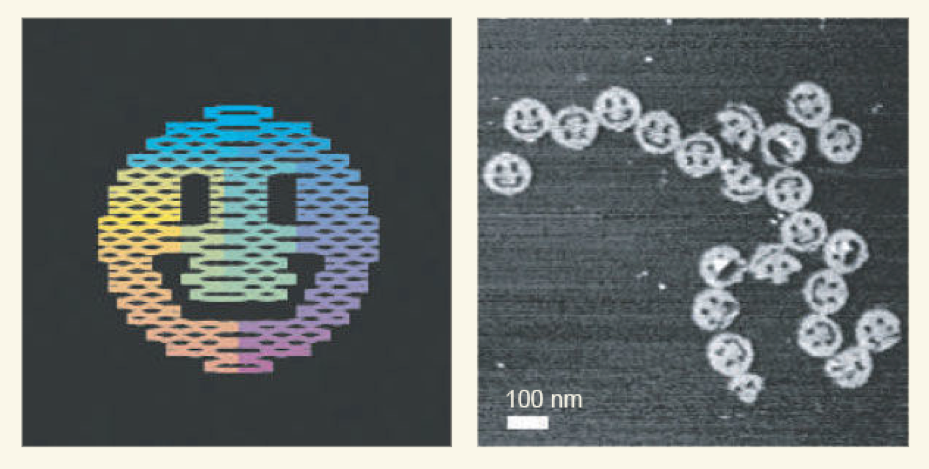 Hadi bize gülümse! Soldaki görselde DNA’dan üretilen yapının bilgisayardaki tasarımı görülüyor. Sağdaki görselde DNA parçaları ile oluşturulan origami şekli görülüyor.