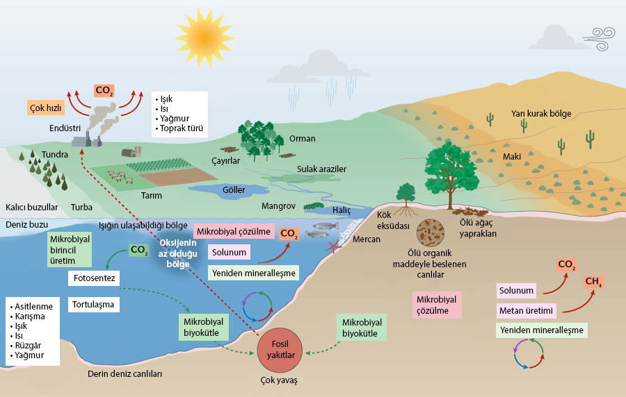 İklim Değişikliği ve Mikroorganizma İlişkisi #1