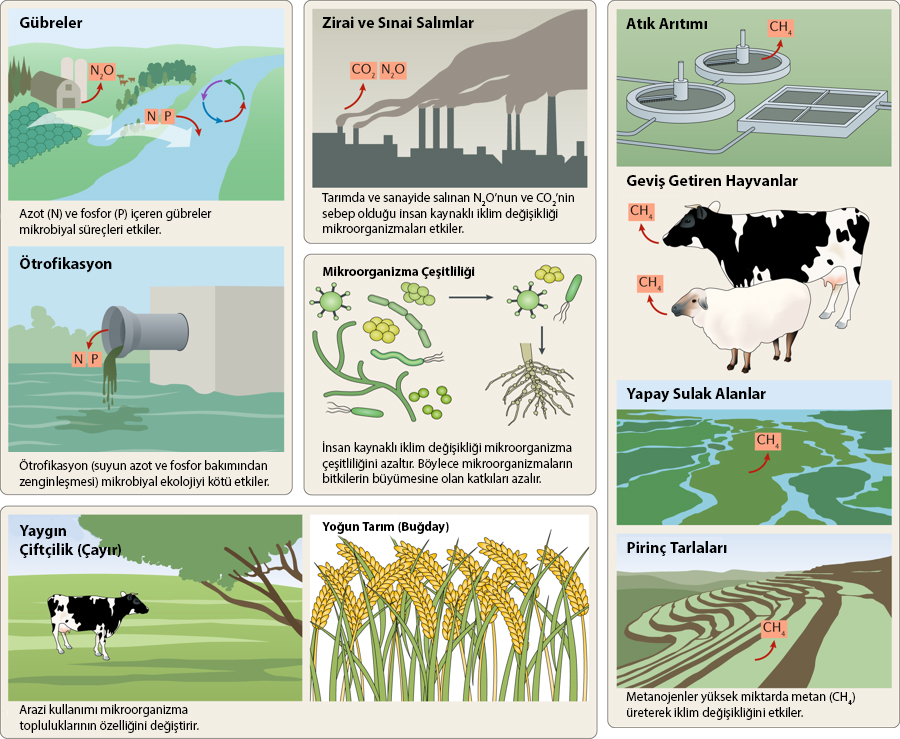 İklim Değişikliği ve Mikroorganizma İlişkisi #2