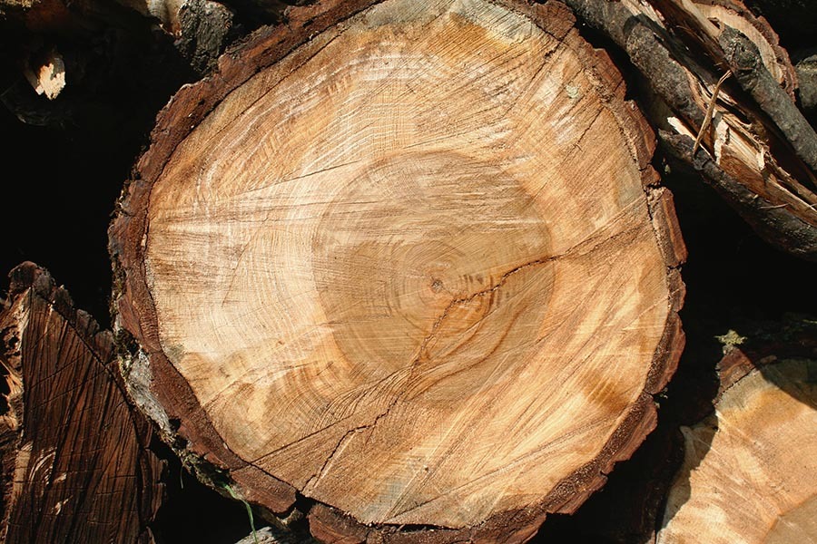 Ağaç Odun