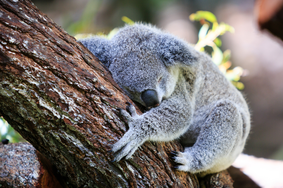 Ağaca sarılmış bir koala