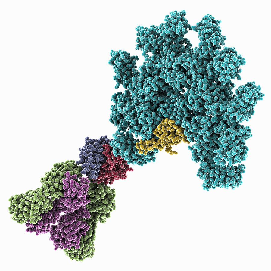 Protein molekülü