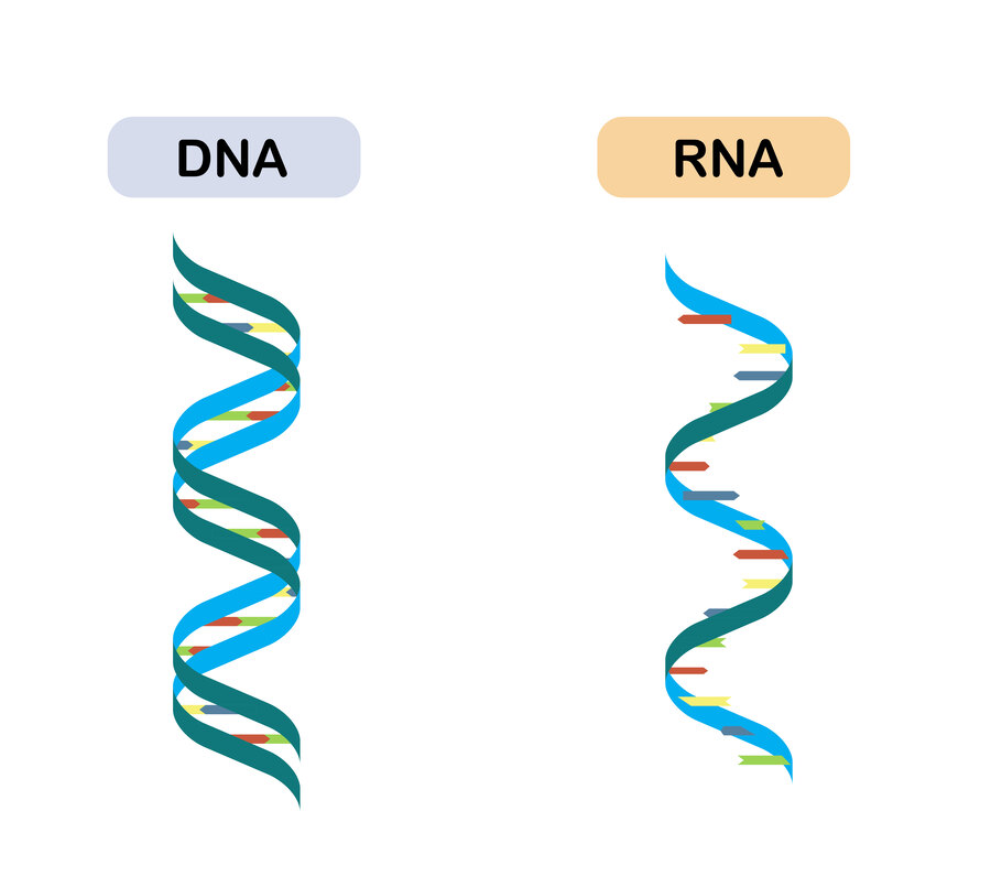 dna,rna