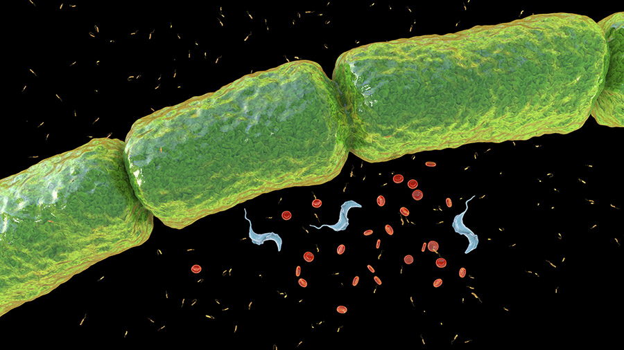 Çıplak gözle görülebilen bakteri