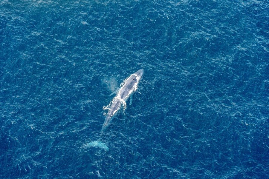 mavi balinalar göçebedir