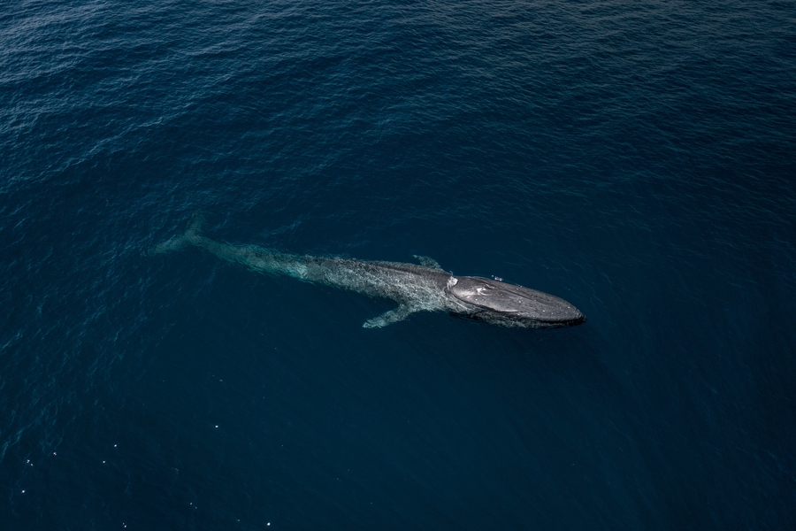 mavi balinalar hızlı yüzerler