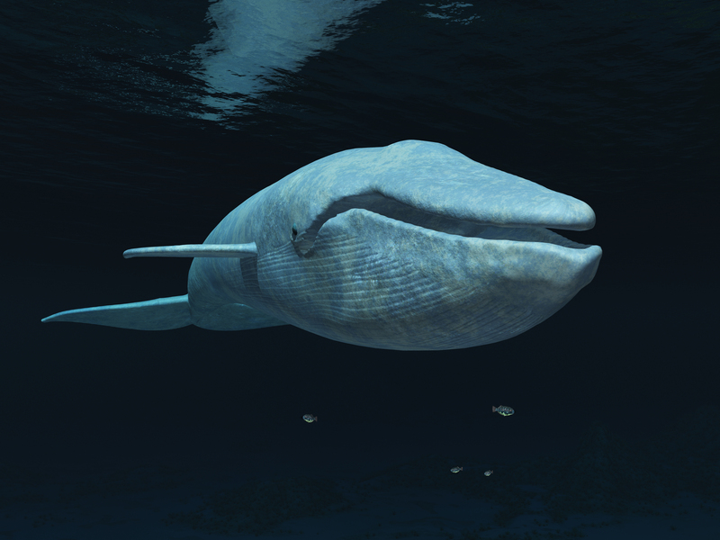 mavi balinalar nasıl iletişim kurarlar