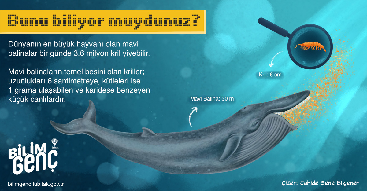 Mavi Balina I G k Balina I Mavi Balina Ne Yer I Mavi Balina Ne Ile Mavi Balina I G k Balina I Mavi Balina Ne Yer I Mavi Balina Ne Ile