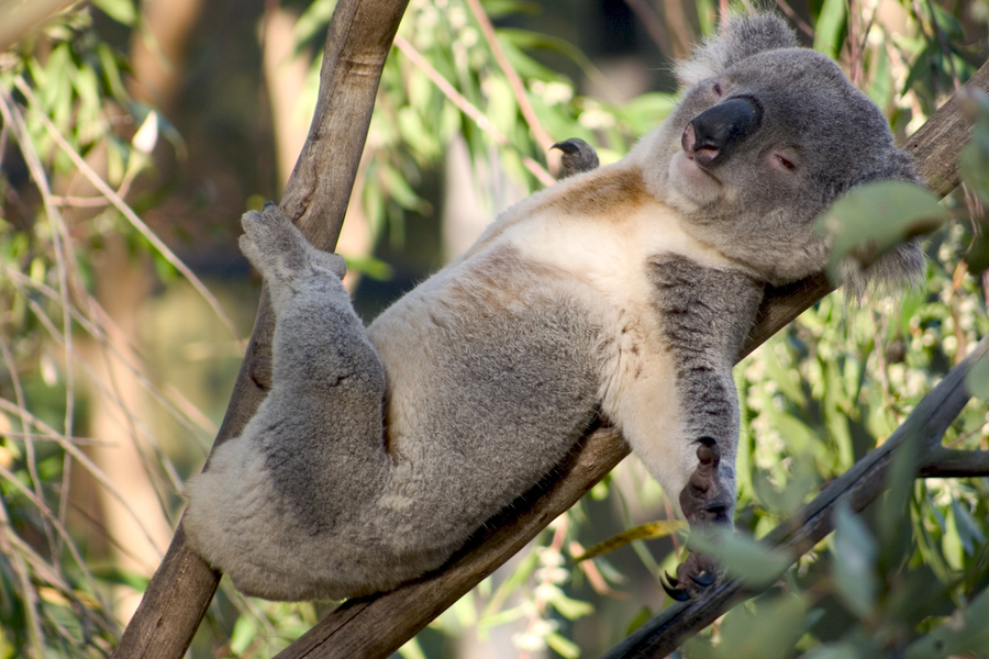 Rahatlayan koala