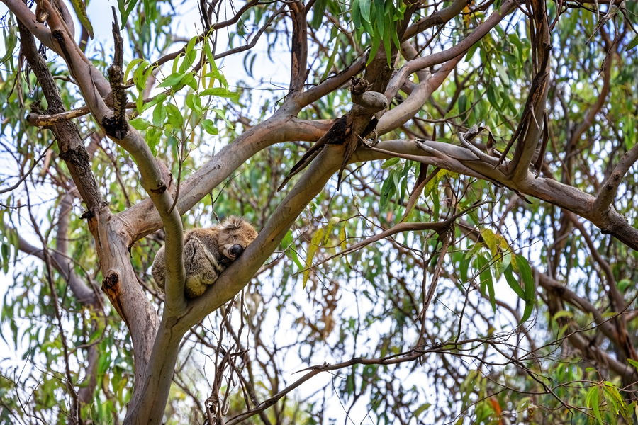 ağaçta uyuyan koala