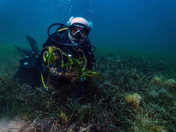 akdeniz çayırları