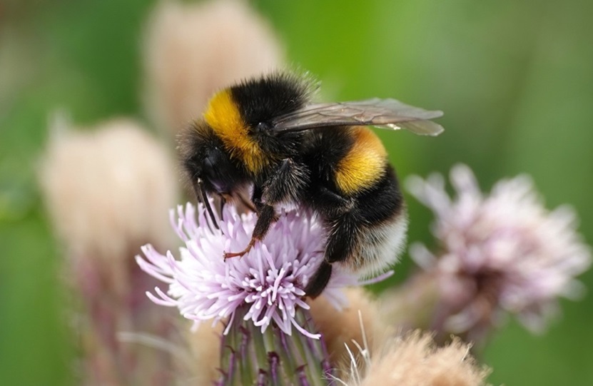 bombus arisi